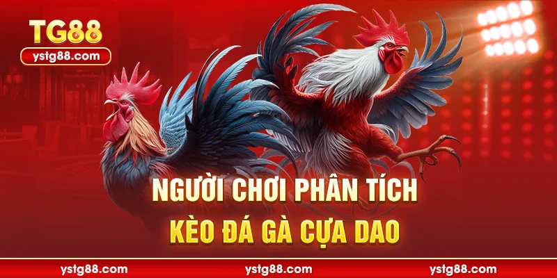 Đá Gà Cựa Dao Trực Tiếp Tại TG88 - Kịch Tính Từng Giây 3 Người chơi phân tích kèo đá gà cựa dao